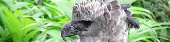 guila Harpa - Harpy Eagle - Panama