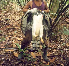 Amenazas que afectan al Águila Harpía en Panamá