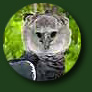 Harpy Eagle