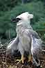 Harpy Eagle