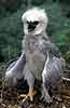 Harpy Eagle