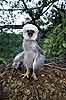 Harpy Eagle Chick