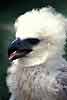 Harpy Eagle Chick