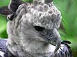 Harpy Eagle