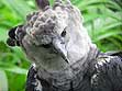 Harpy Eagle