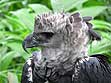 Harpy Eagle Chick