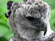 Harpy Eagle Chick