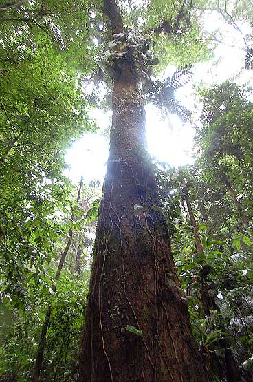 animals in rainforest biome. Panama-Rainforest-Tree.jpg